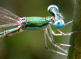 Sphagnum Sprite